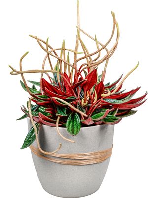 Zorro peperomia Zorro peperomia