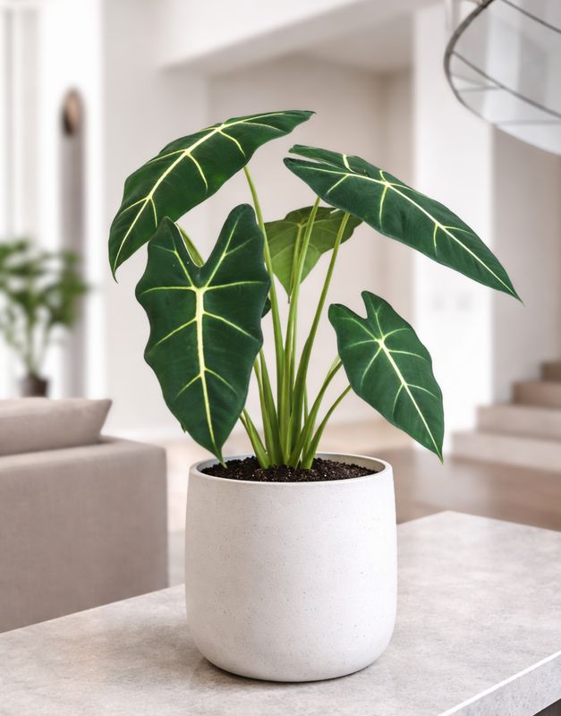 Frydek Elephant Ears