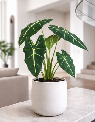 Frydek Elephant Ears Frydek Elephant Ears