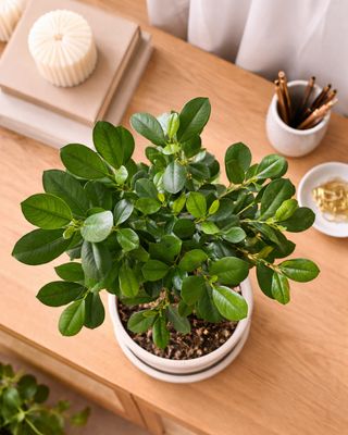 Laurel Fig