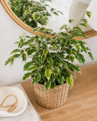 Weeping Fig Gold King small