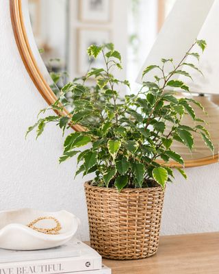 Weeping Fig Gold King small