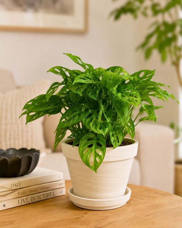 Swiss Cheese Plant