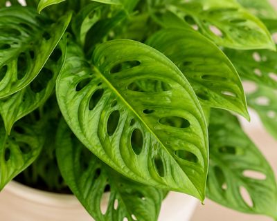 Swiss Cheese Plant