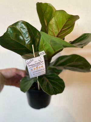 Fiddle Leaf Fig Bambino