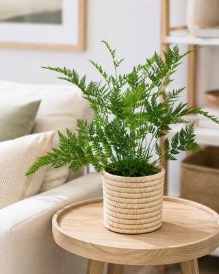 Table Fern Table Fern