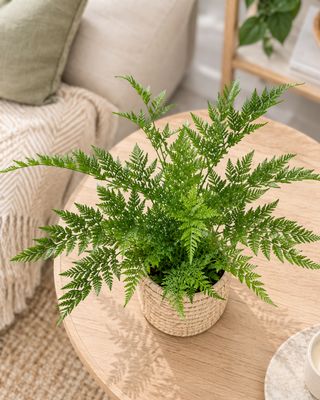Table Fern