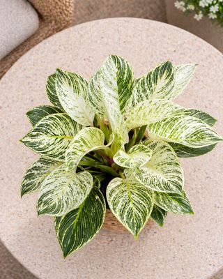 Philodendron - White Wave