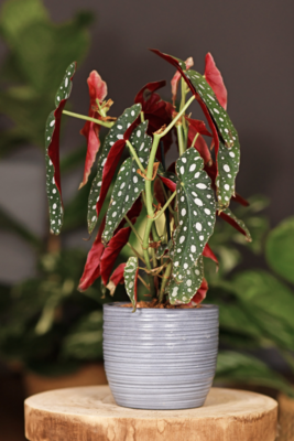 Polka Dot Begonia
