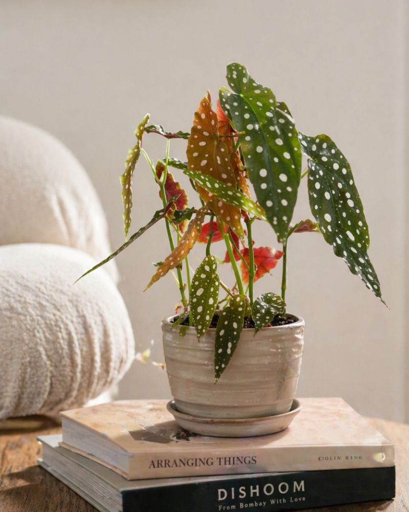 Polka Dot Begonia Polka Dot Begonia