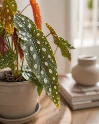 Polka Dot Begonia