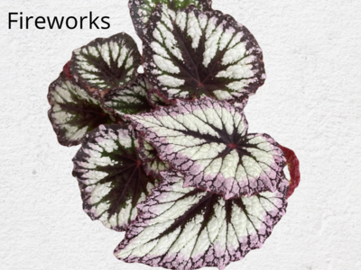 King Begonia