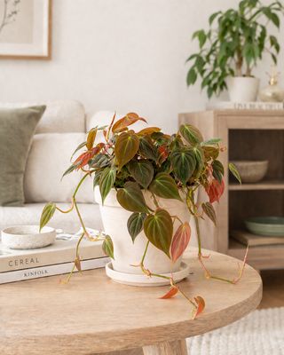 Red Velvet Sweetheart Plant