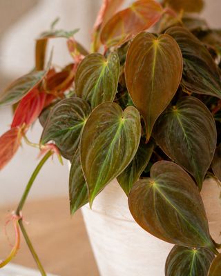Red Velvet Sweetheart Plant