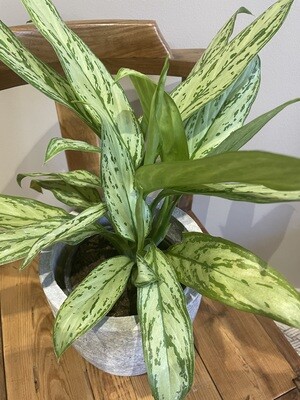 Chinese Evergreen - Silver Queen