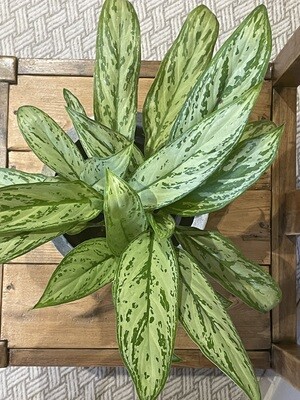 Chinese Evergreen - Silver Queen Chinese Evergreen - Silver Queen