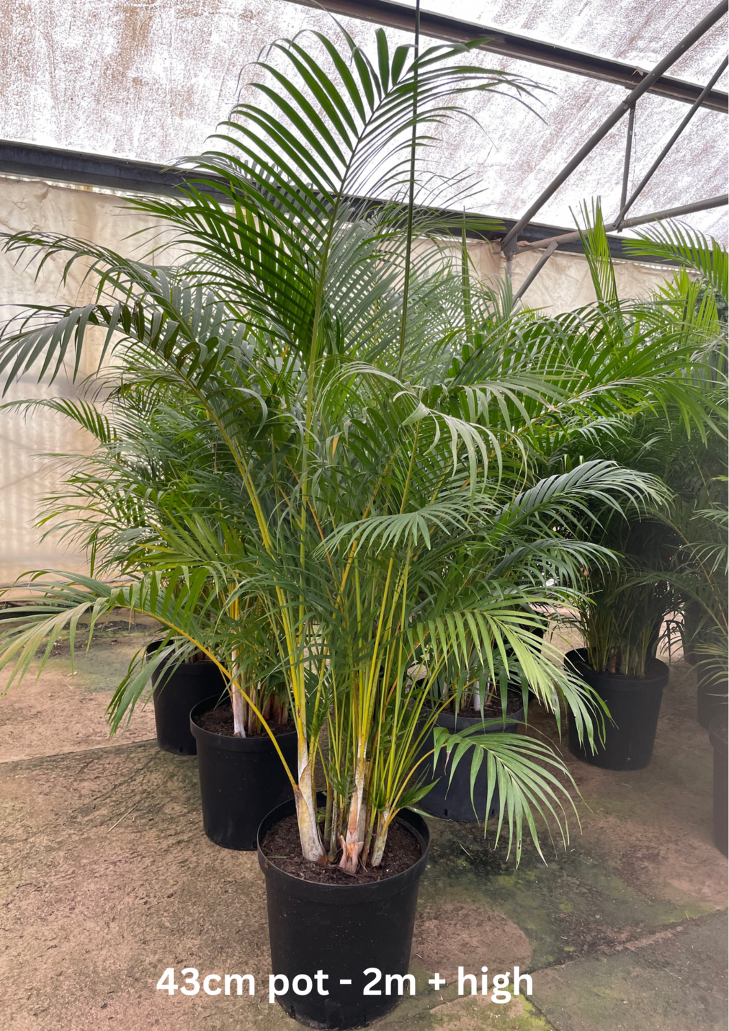 Bamboo Palm (XL) Bamboo Palm (XL)