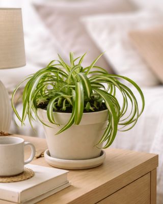 Spider Plant Bonnie