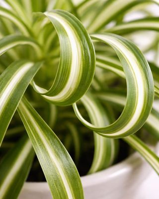 Spider Plant Bonnie