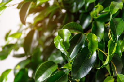 Weeping Fig XL