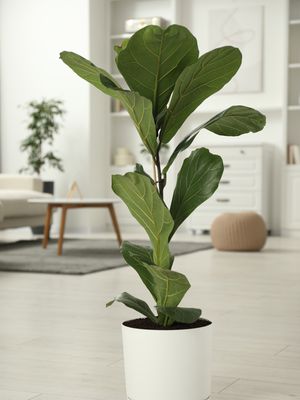 Fiddle Leaf Fig Tree Large