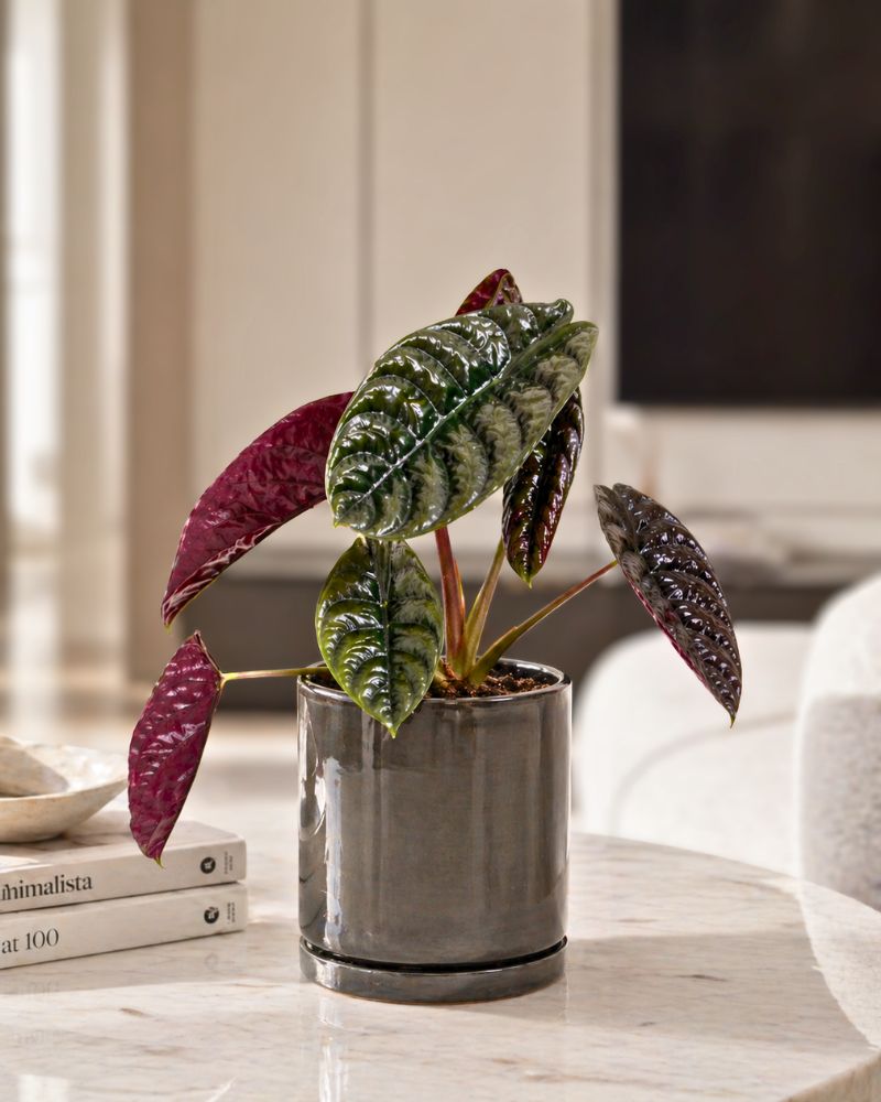 Red Secret Elephant Ears