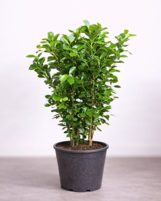 Laurel Fig XL