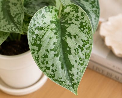 Silver splash Pothos