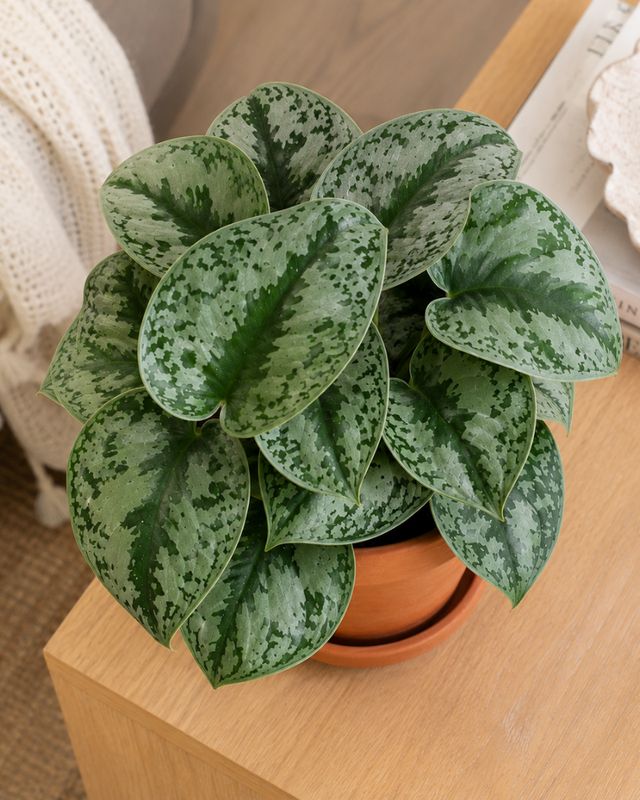 Silver splash Pothos