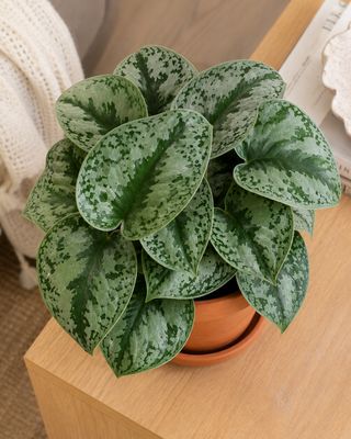 Silver splash Pothos Silver splash Pothos