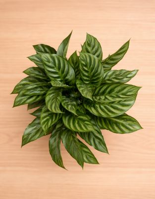 Freddie prayer plant