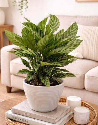 Freddie prayer plant