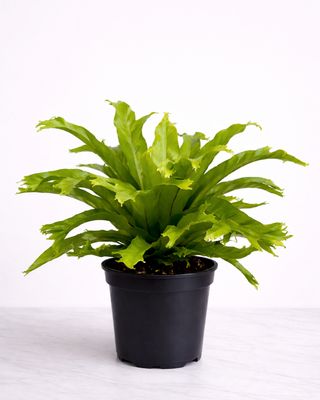 Fern bundle