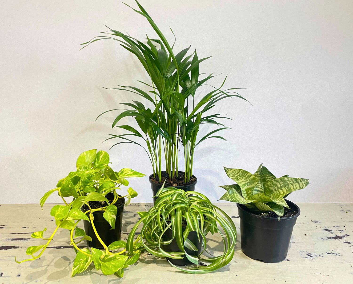 Fresh Air Plant Collection