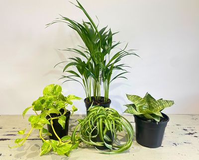 Fresh Air Plant Collection