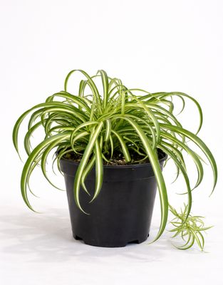 Fresh Air Plant Collection