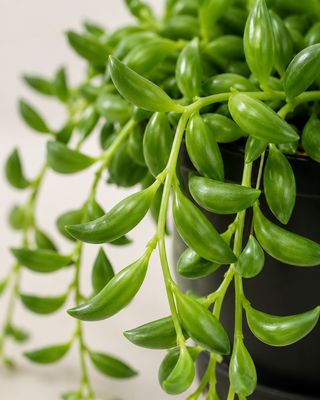 String of Bananas