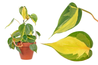 Sweetheart Plant Mica