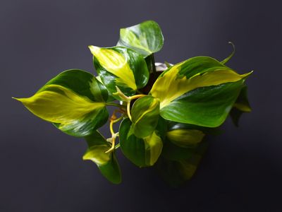 Sweetheart Plant Mica Sweetheart Plant Mica