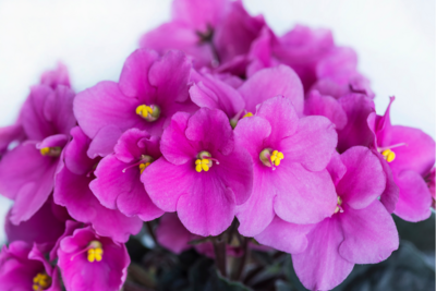 African Violet