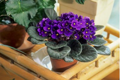 African Violet