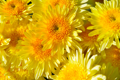 Chrysanth