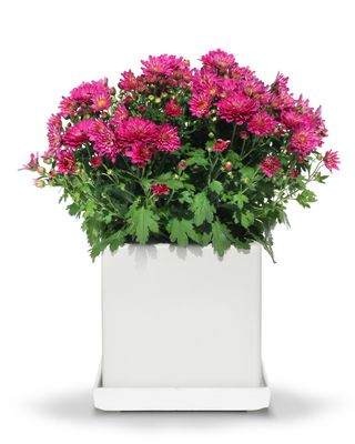Chrysanth Chrysanth