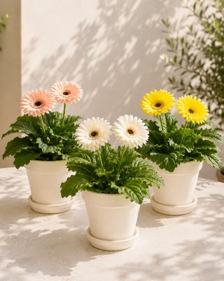 Barberton Daisy Barberton Daisy