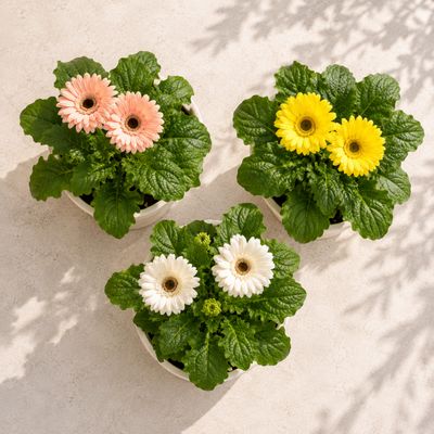 Barberton Daisy