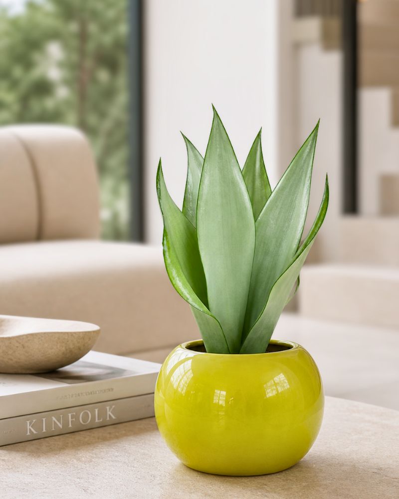 Snake Plant moonshine