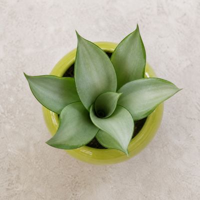 Snake Plant moonshine