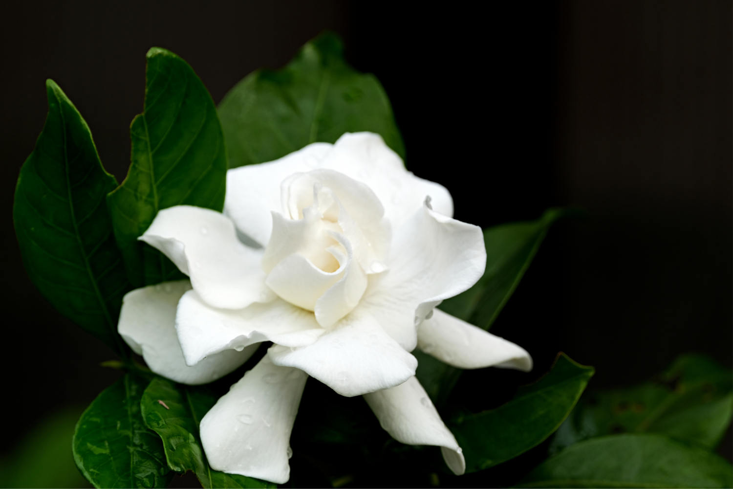 Gardenia Gardenia