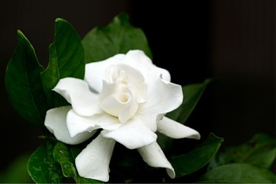 Gardenia