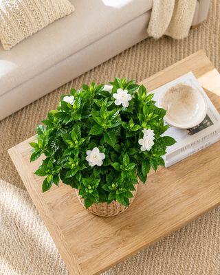 Gardenia